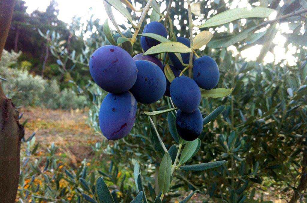 Zeytin Altalena